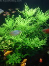 Hygrophila Difformis